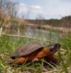 Glyptemys insculpta – Wood Turtle | Vermont Reptile and Amphibian Atlas