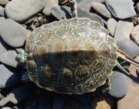 G. geographica juvenile on rocks S. Parren | Vermont Reptile and ...