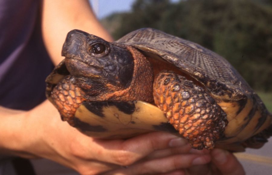 G. insculpta-K.Wright | Vermont Reptile and Amphibian Atlas