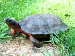 G. insculpta L. Goodman | Vermont Reptile and Amphibian Atlas