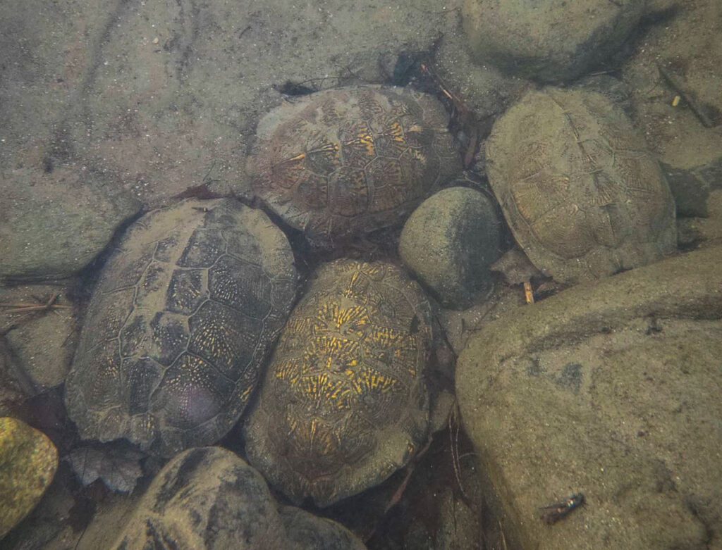 A photo of Wood Turtles overwintering in a stream, tucked in among rocks.