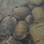 A photo of Wood Turtles overwintering in a stream, tucked in among rocks.