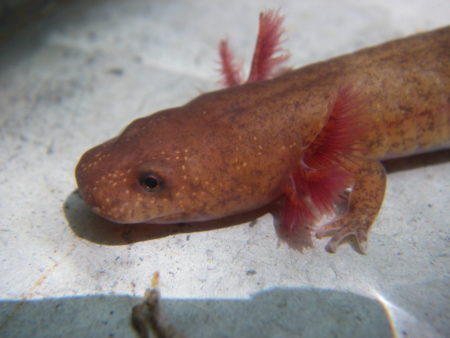 G. porphyriticus larval head on white M. | Vermont Reptile and ...