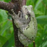 A gray and green frog holds onto a brown branch with green leaves around.