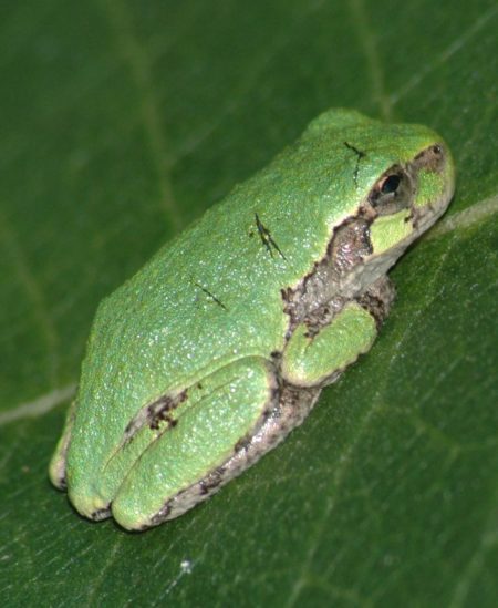 Hyla versicolor – Gray Treefrog | Vermont Reptile and Amphibian Atlas