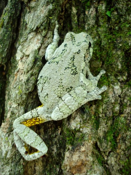 Hyla versicolor – Gray Treefrog | Vermont Reptile and Amphibian Atlas