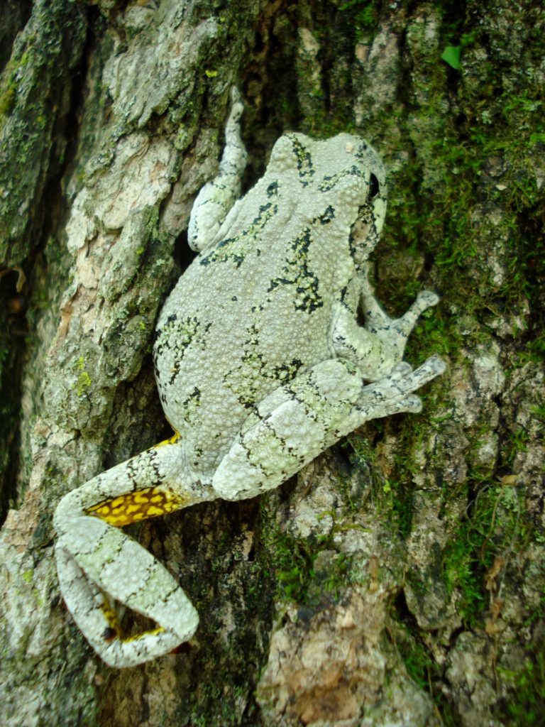 Gray Treefrog (Hyla versicolor) on bark of a tree. Photo by Molly Kennedy and used by permission.