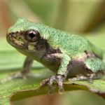 H. versicolor, Huntington, August 29, 2023, Erin Talmage, metamorph,no tail