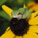 a small green frog perches on a yellow flower with a black center