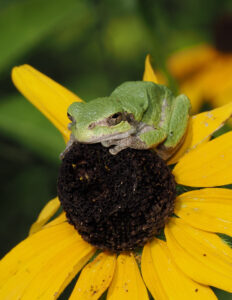 a small green frog perches on a yellow flower with a black center