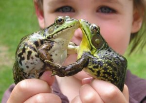 Image comparing female (left) to male (right) Green Frogs. Photo by Nick Arms