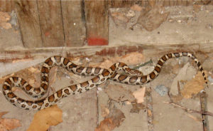 Eastern Milksnake (Lampropeltis triangulum) adult