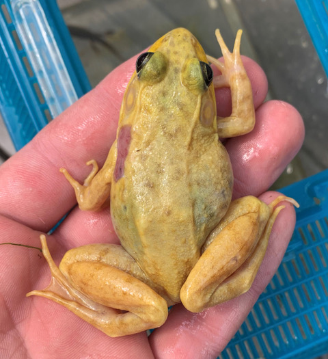 a yellow-colored Green Frog sits in a person's hand