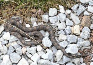 a dark spotted Milksnake lays on white rocks