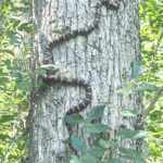 L. triangulum climbing tree Stephi Drago