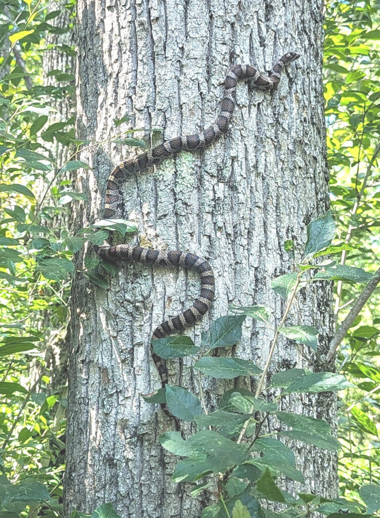 a blotched Milksnake climbs up the bark of a tree with leaves in the foreground and sides