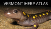 The image used for this magnet shows the front of Spotted Salamander (a dark grayish-brownish salamander with yellow spots) on a fine gravel surface. White letters above it say 'Vermont Herp Atlas'.