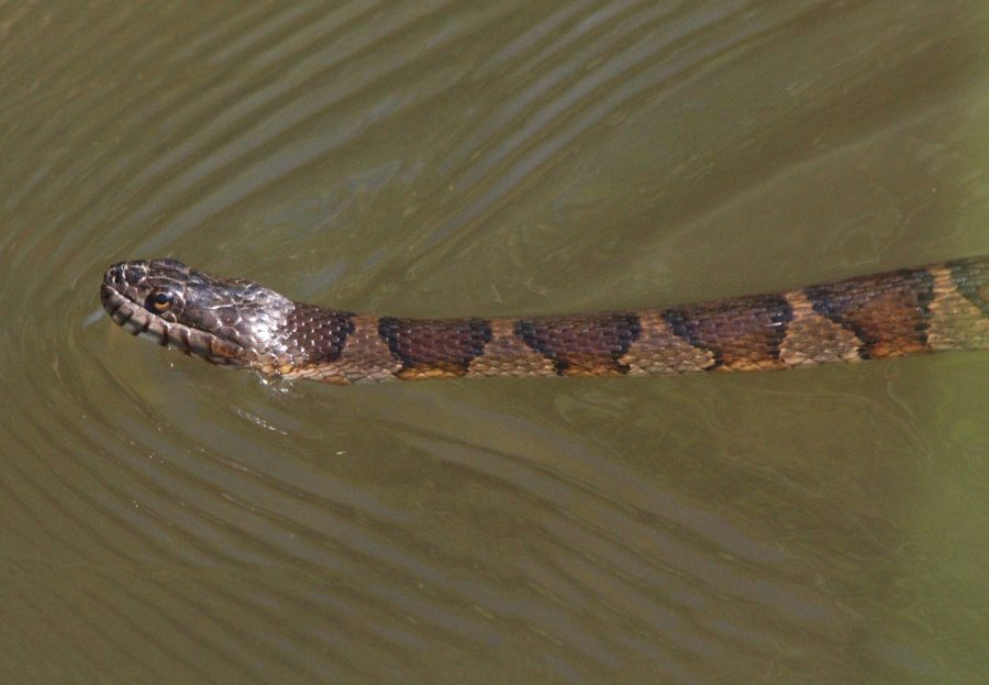 Nerodia Sipedon – Common Watersnake | Vermont Reptile And Amphibian Atlas