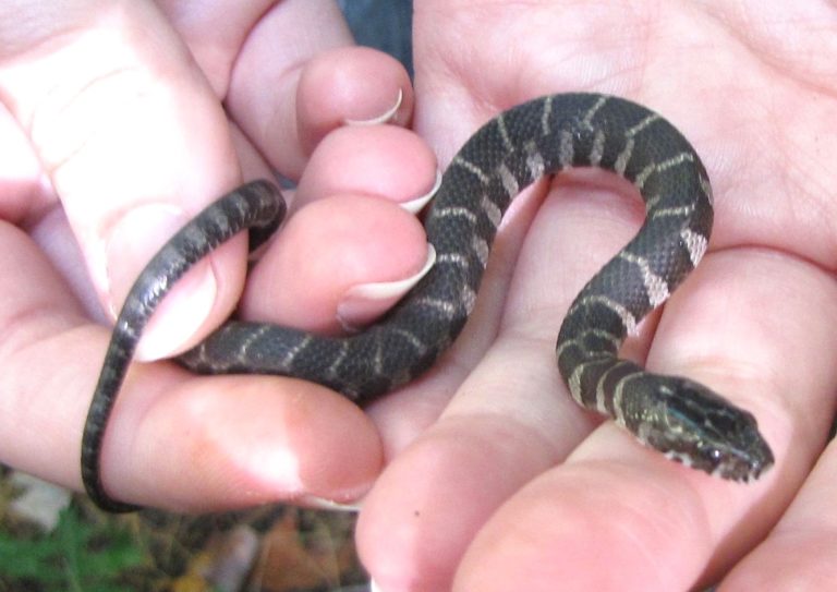 Nerodia Sipedon – Common Watersnake | Vermont Reptile And Amphibian Atlas