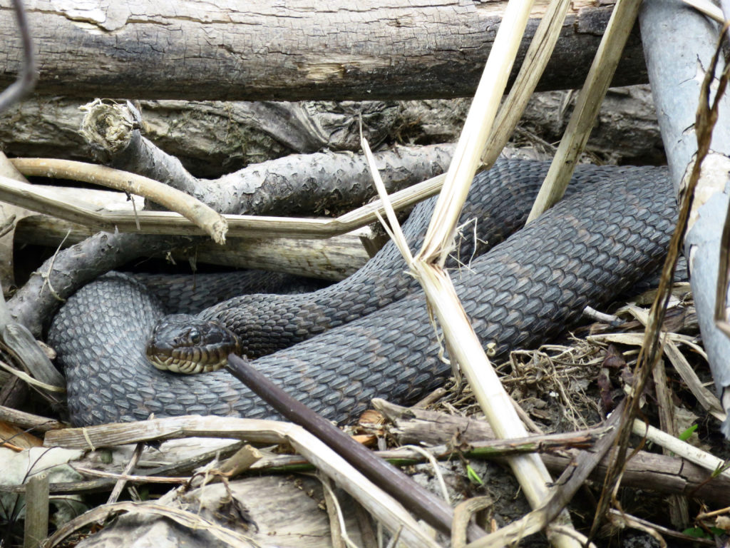 Common Watersnake (Nerodia sipedon), black coloration