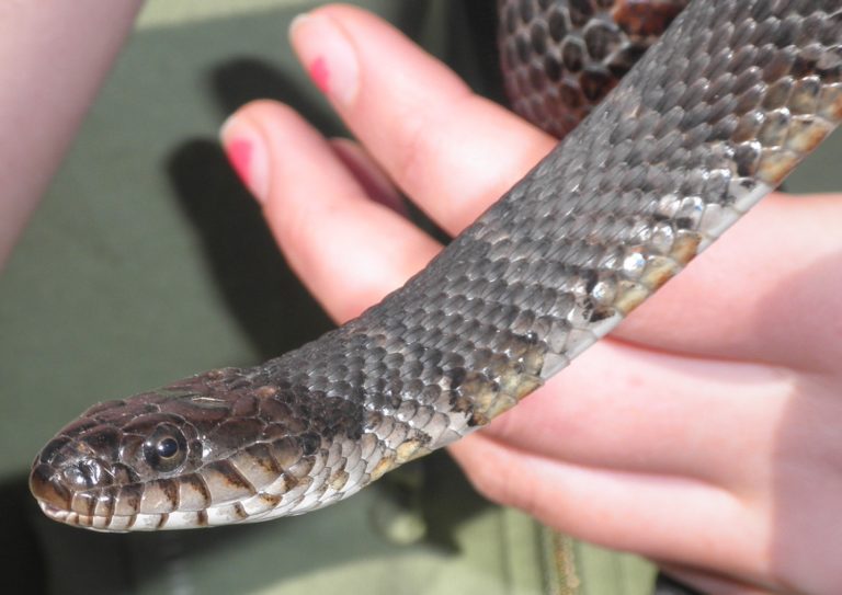 Nerodia Sipedon – Common Watersnake | Vermont Reptile And Amphibian Atlas