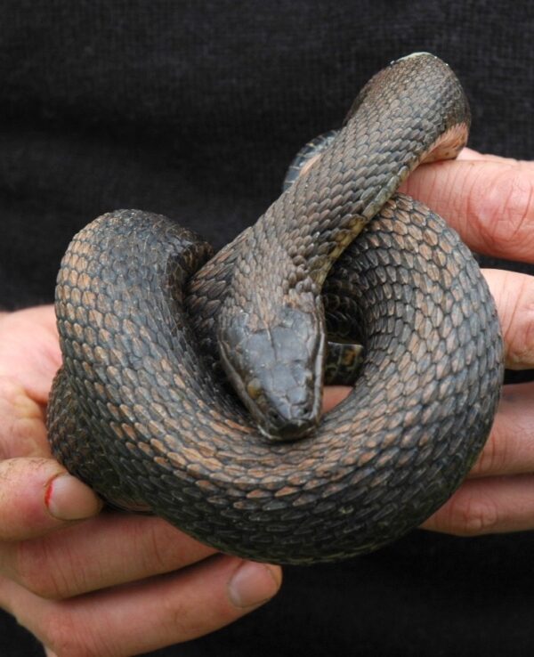 Nerodia Sipedon – Common Watersnake | Vermont Reptile And Amphibian Atlas