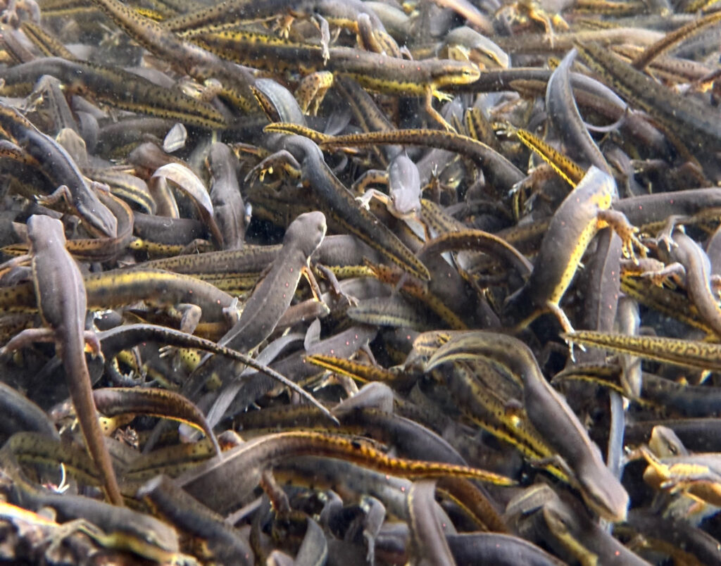 Many dark green salamanders with yellow bellies swarm in the water