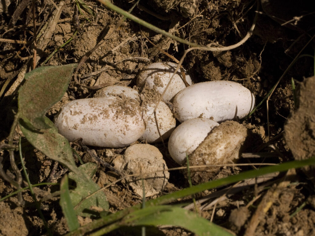 several oval white eggs lay on the ground with soil and plants around them.