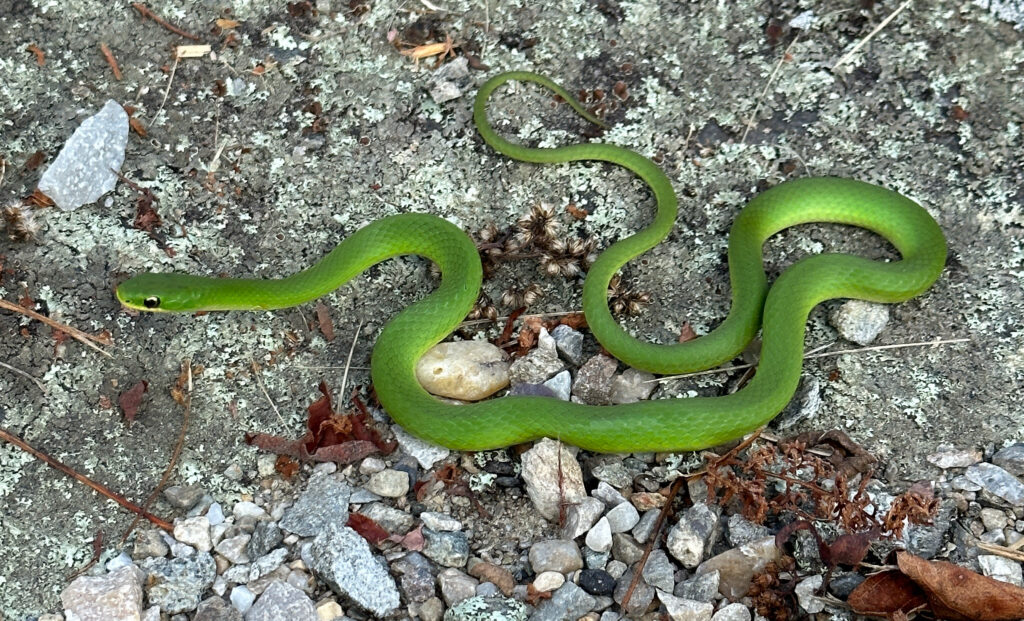 a green snake sits on gravel