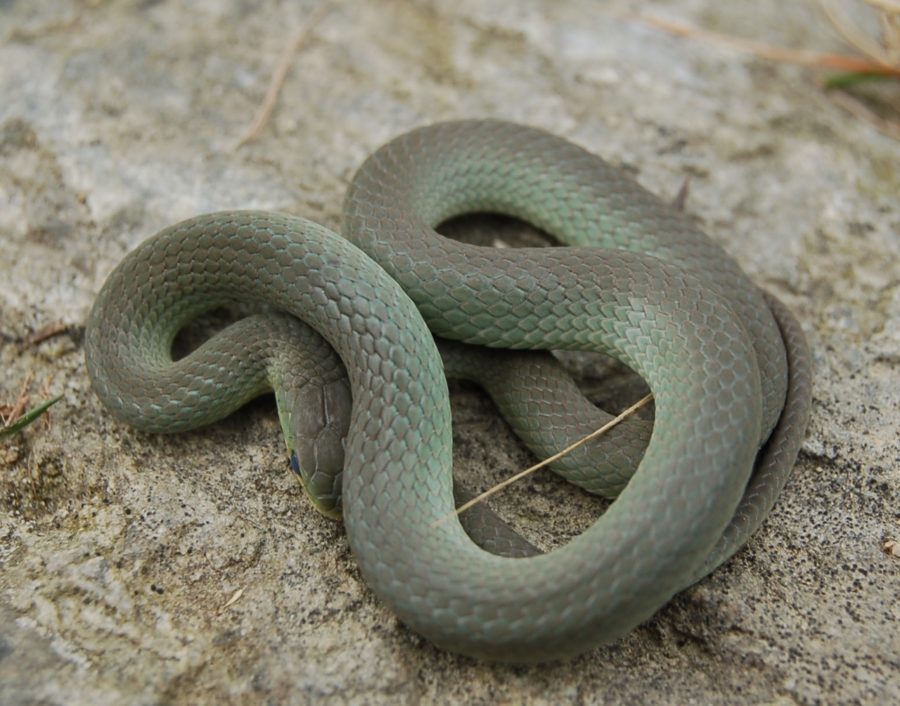 Opheodrys Vernalis – Smooth Greensnake | Vermont Reptile And Amphibian ...