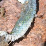 Opheodrys Vernalis – Smooth Greensnake | Vermont Reptile And Amphibian ...