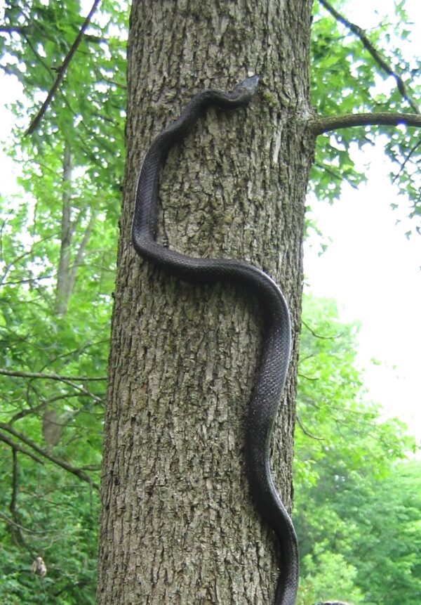 Pantherophis alleghaniensis – Eastern Ratsnake | Vermont Reptile and ...