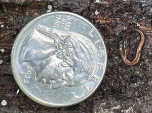 a small red-backed salamander next to a quarter