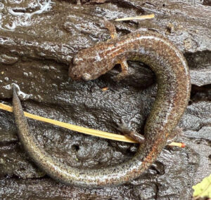 A brown salamander speckled with white sits on a brown rough log