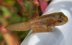 a small brown frog (Spring Peeper) with a tail and all four legs rests on a white background