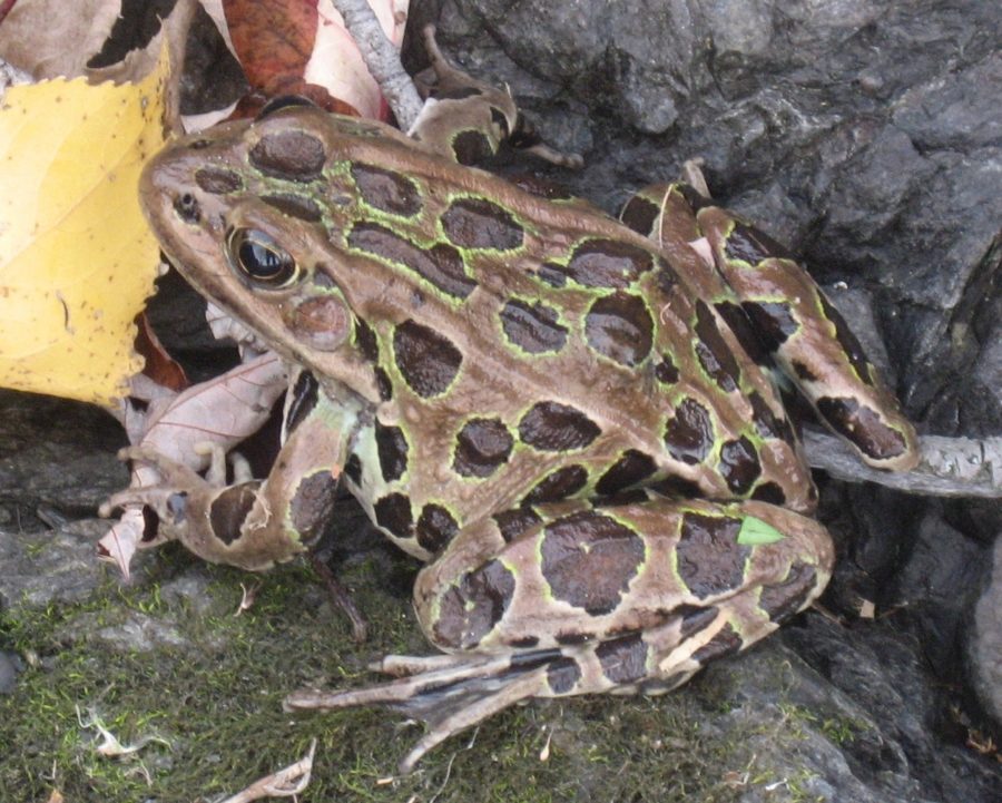 Lithobates pipiens – Northern Leopard Frog | Vermont Reptile and ...