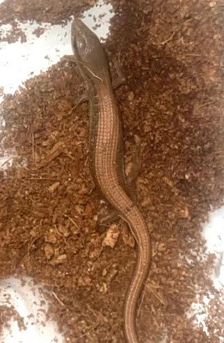 A brown lizard on brown debris, seen from above.