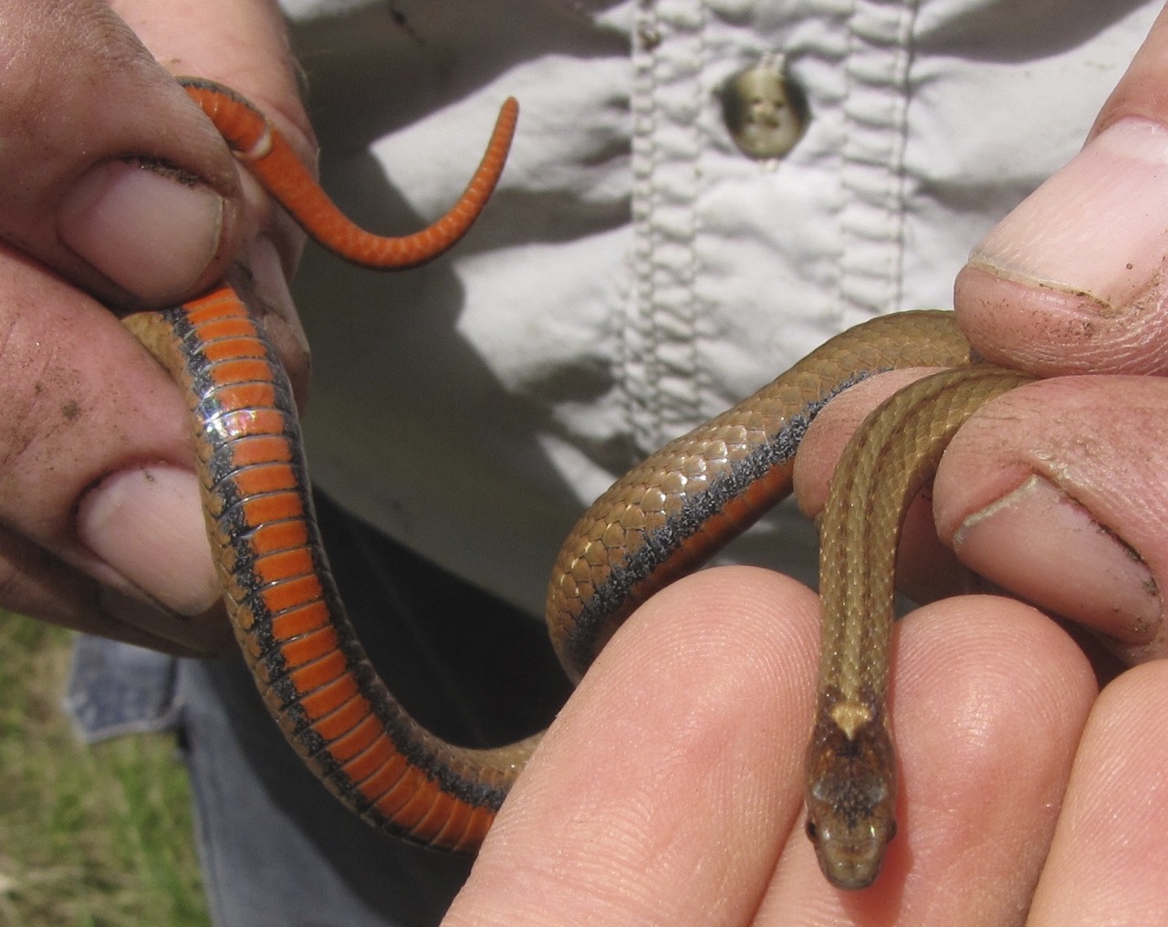 Storeria occipitomaculata – Red-bellied Snake
