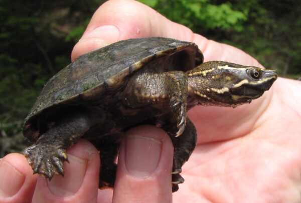 Sternotherus odoratus – Eastern Musk Turtle | Vermont Reptile and ...