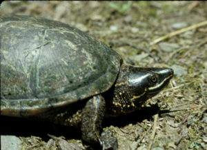 Eastern Musk Turtle (Sternotherus odoratus)