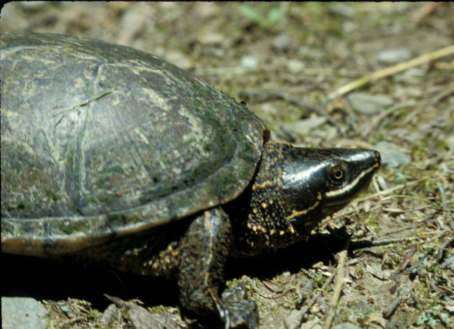 S-odoratus-adult | Vermont Reptile and Amphibian Atlas