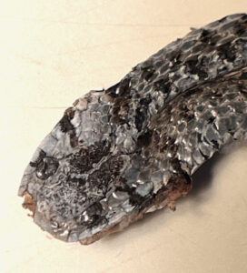 A gray snake with black markings rests on a yellow background