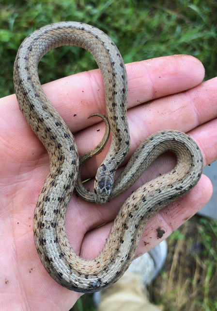 Herp Update: Amphibians & Snakes on the Move, Annual Report – October 11, 2023