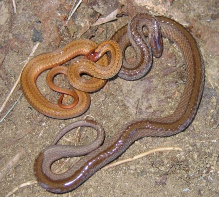 Storeria occipitomaculata – Red-bellied Snake | Vermont Reptile and ...