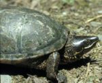 S. odoratus adult carapace&head on ground | Vermont Reptile and ...