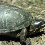 S. odoratus adult carapace&head on ground