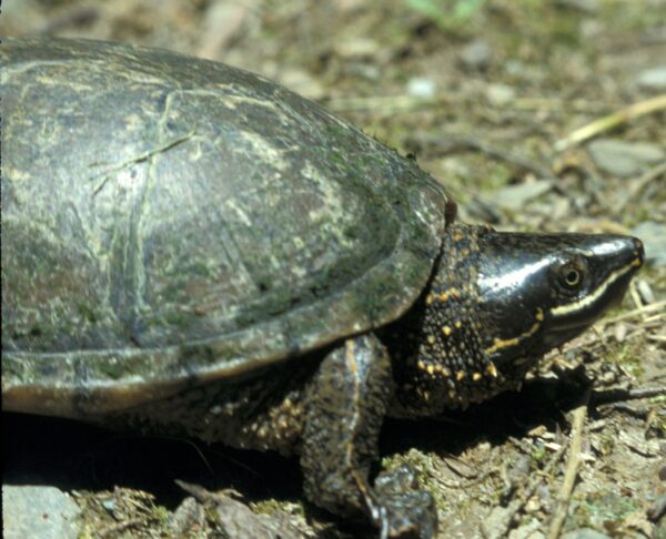 Sternotherus odoratus – Eastern Musk Turtle | Vermont Reptile and ...