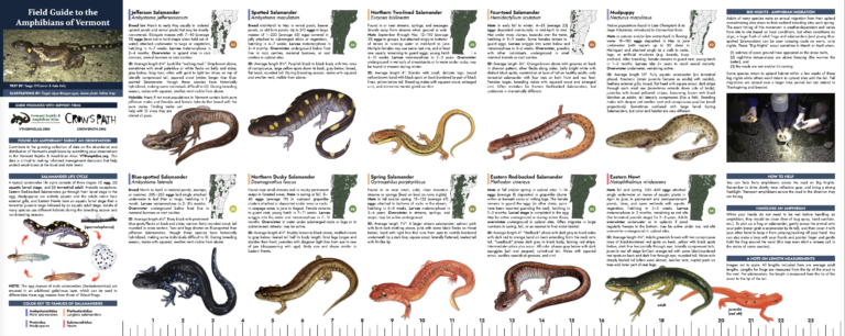 Amphibian Field Guide | Vermont Reptile And Amphibian Atlas