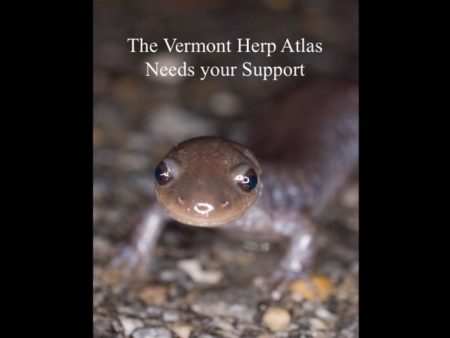 Second Fundraising Drive | Vermont Reptile And Amphibian Atlas