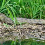 Spectacled Caiman